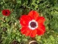 Anemone / Anemone coronaria